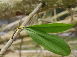 Vụ 6700 cây xanh: “Không có chuyện bán gỗ ra ngoài”